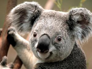 Koala medvídkovitý